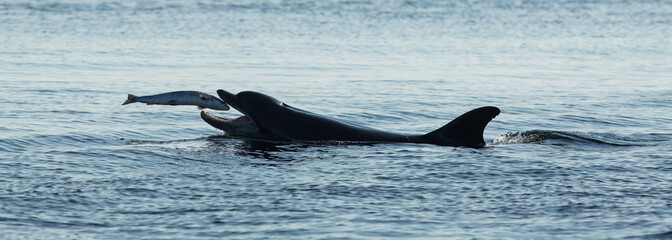 Bottlenose Dolphin (Tursiops truncatus) with Salmon