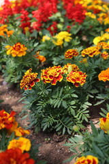 マリーゴールド