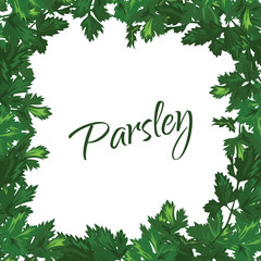 Parsley on a white background. Vector green frame of greenery.