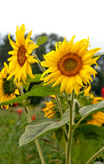 three sunflowers