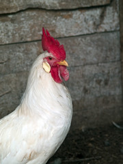 White Leghorn cockerel - Galletto di Livorno bianca utilitaria