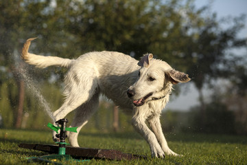 Young labrador retriever playing with water from sprinklers