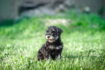 schnauzer puppy in a green grass
