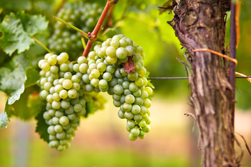 Branch of white wine grapes