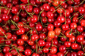 fresh gathered cherries background