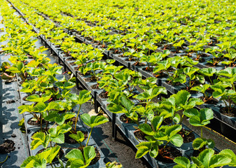 Young strawberry plants in a row
