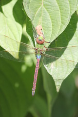 Dragonfly, Common Green Darner (Anax junius)