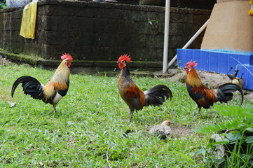 bantam look like salutation