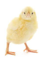 Small chicken