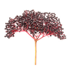 The Elder or Elderberry (Sambucus nigra).