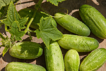 gherkins