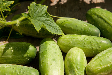 gherkins