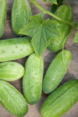 fresh gherkin