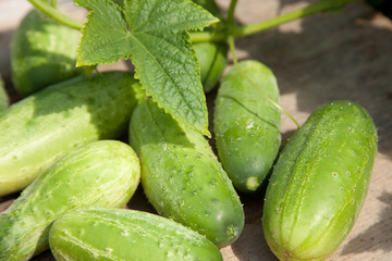fresh gherkins