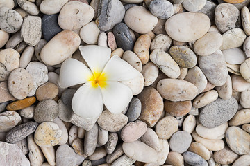 White plumeria on pebble