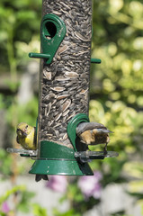Goldfinch and Red Breasted Nuthatch at the Bird Feeder