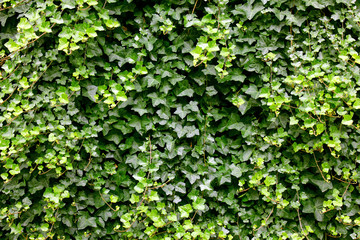 Bright green ivy background