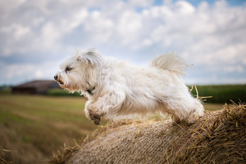 Hund beim Absprung