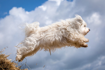 Hund in der Luft