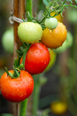 growing tomatoes