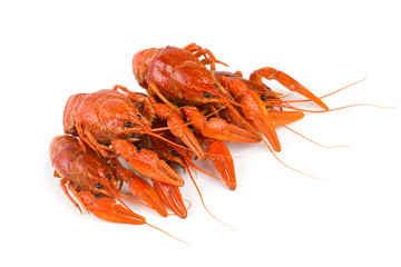 boiled crawfish isolated on white