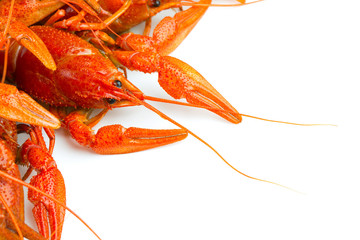 boiled crawfish isolated on white