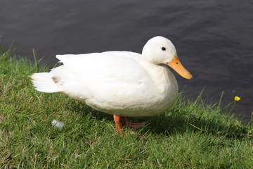 Eine Ente in einem Park