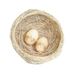 Bird nest with two eggs on white background.