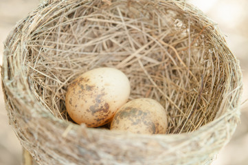 bird nest with two eggs