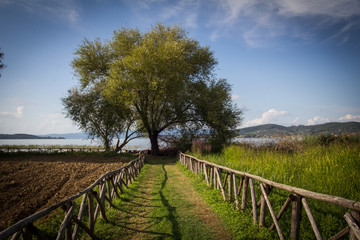 Fototapeta na wymiar Antico albero nei pressi del lago Trasimeno