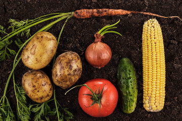 fresh ripe vegetables on the soil