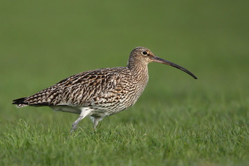 Brachvogel