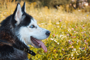  Young Puppy Siberian Husky pretty smiling with wet hair