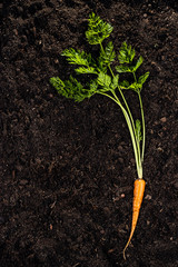 fresh carrot on the soil background