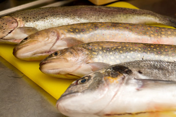 Forelle, Bachsaibling und Dorade roh