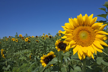 Obraz premium Yellow sunflowers against blue sky