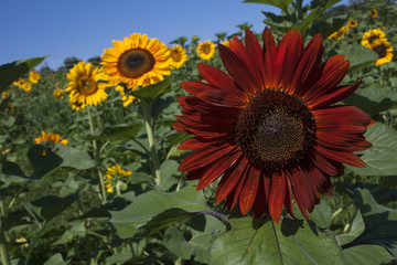 Fototapeta premium Yellow and red sunflowers against blue sky
