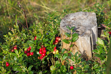bush of cranberries around the old stump in the forest