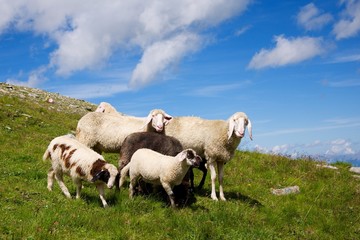 Sheep family on meadow