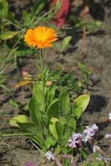 Common marigold (Calendula officinalis) in summer