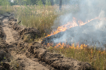 Fire barrier strip in the forest