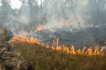 Fire barrier strip in the forest
