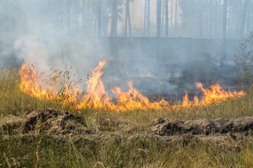 Fire barrier strip in the forest