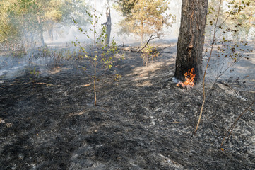 Burnt forest after passing the front of the fire