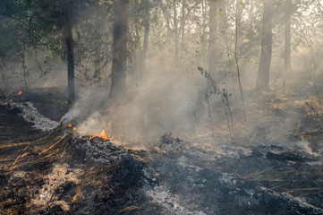 Burnt forest after passing the front of the fire
