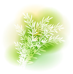 Illustration With Rosemary