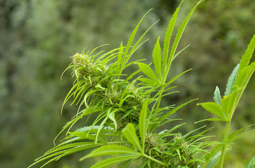 Cannabis plant at early flowering stage