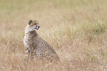 cheetah
