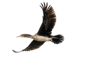 cormorant in flight - obrazy, fototapety, plakaty