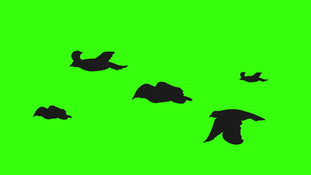 Flock of birds silhouette on green screen